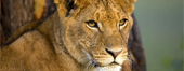 Leonel Logo
